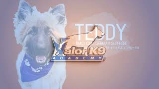 Teddy's 2 Week Board and Train | Dog Training