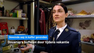 📦 Douaniers buffelen door tijdens vakantie: gewonde aap in koffer gevonden | Hart van Nederland