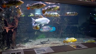 Parachromis Dovii / Wolf cichlid im 30.000l Gesellschaftsbecken im Exotarium Oberhof / 1 year Update