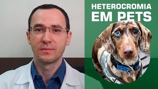 Heterocromia: a diferença de cores nos olhos do seu pet