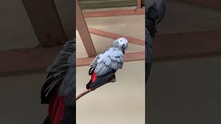 Beautiful African gray