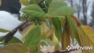 Maibeere März bis Mai / Honeyberry March to May