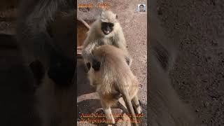 monkey funny fight playing, bandar khel rahe #bandar #monkey #monkeyvideo