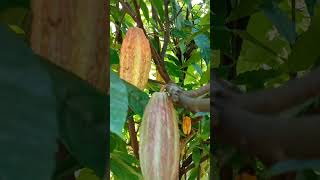 CACAO TREE #shorts