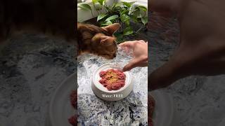 The cat is eating lunch #shorts #reels #viral #trending #ytshots