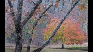 Fall Color Late in Season