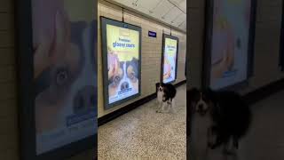 We Love Making Dogs Famous: Maple Sees Herself Across London