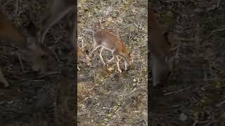 Deer from DJI Mavic 3T