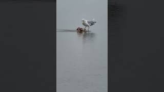 seagul eating crumbs a live at the seawater #shorts