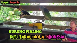 DI KASIH KESEMPATAN PAK PETINGGI LIHAT KOLONI CUCAK IJO DAN NURI KALIMANTAN