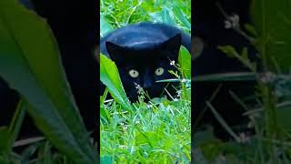 Swiss black panther 🤣 / Panthère noire Suisse 🤣