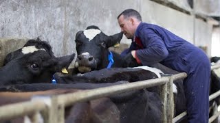 Dairy farmer Shane Crean installs automatic Health and Fertility Monitoring System