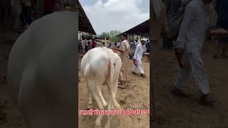 Vashi  hf ਪਿੰਡ ਰਾਮ ਨਗਰ ਭੱਠਲ਼ (ਮਾਨਸਾ). ਫੋਨ ਨੰਬਰ-90561 37174 #viral #cow #farmer