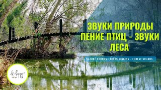 🌿 Пение птиц - Звуки Леса 🍀  Шум леса, звуки природы Beautiful Birdsong, Звуки природы