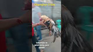 Champion 3 hits Bay Cockpit Arena (Lumpit ng laban)