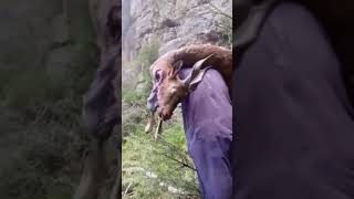 Nayab Nasal ki Markhor ka baydardi say nasal kushi|| district Musa khail balochistan 😭🦌🌴🌳🌲☘🍁