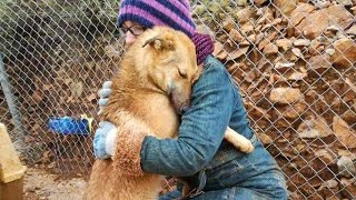 Most Heartwarming Dogs Reunions with Owners 2024