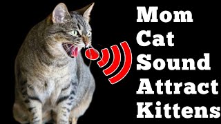 Mother Cat Calling For Her Kittens Sound Effect | Mom Cat Sounds | Female Cat Voice