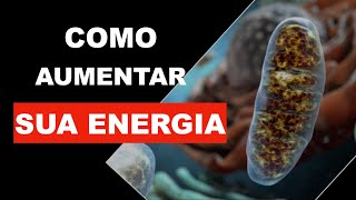 Como aumentar a sua energia? Aumente suas mitocôndrias