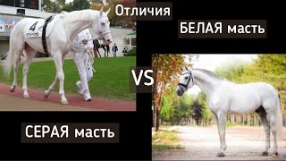 Отличия белой масти от светло-серой