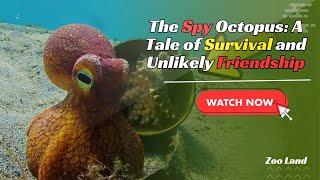 Stealthy octopus helps his friend hide from a shark