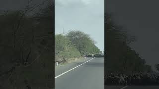 Routine pleasant highway sight in saurashtra #travel #music #love #song #dhanyadharagujarat