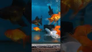 GOLD ORANDA FISH #shorts #fish #beautiful #goldfish