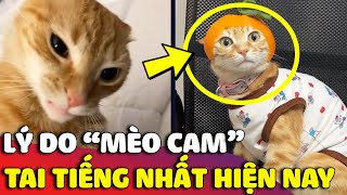 Giải mã Trend 'MÈO CAM', lý do tại sao chúng 'TAI TIẾNG' nhất trong xã hội hiện nay 😅 | Gâu Đần