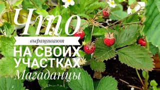 Что выращивают на своих участках Магаданцы/Курятник по Магадански