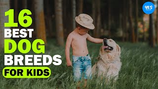 These 16 Dog Breeds Are Best For Kids | Animalism