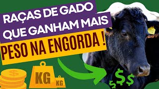 RAÇAS DE GADO QUE GANHAM MAIS PESO NA ENGORDA .