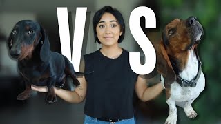 BASSET HOUND vs DACHSHUND INTELLIGENT TEST