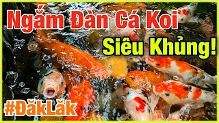 Cá Trê Bạch Tạng Siêu To Khổng Lồ Hiếm Gặp Và Đàn Cá Koi Hàng Trăm Con Khủng Nhất Đăk Lăk.