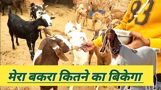 Meat Wala Bakra Kitne Ka Bikega|Vimal Umrao