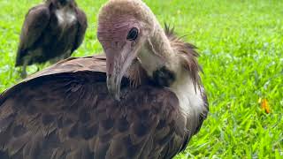 Feedingtime #vultures