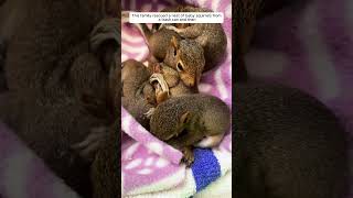 This family rescued a nest of baby squirrels from a trash can and then #animalshorts