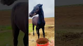 هاد الخيل تا هو باغي يمشي مع صحابو 🐴💔