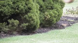 Brown Thrasher Chased Around Tree By Blue Jay