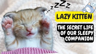 Lazy Kitten: The Secret Life of Our Sleepy Companion