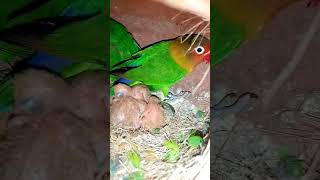 #malikkashifbirdshouse #ringneckbreeding #ringneckbreedingtips #birds