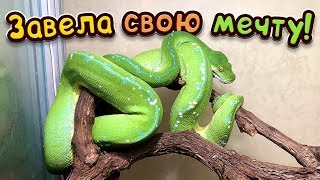 ЗАВЕЛА СВОЮ МЕЧТУ - ЗЕЛЕНЫХ ПИТОНОВ!