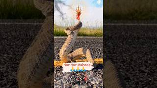 jay mahakal🙏🙏 #shorts #shankar #mahadev #hindugod #bhole #ytshorts #snake #hindudeity #snakevideo