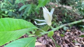 Fragrant Garden at Botanic Gardens, Singapore (1)