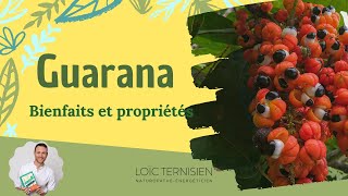 Guarana : bienfaits et propriétés