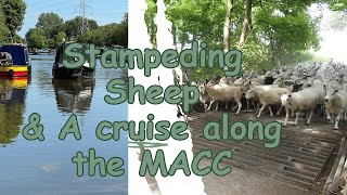 A cruise to Poynton, and stampeding sheep