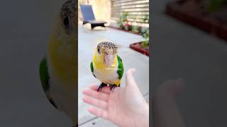 😅🥹🤭Funny Bird! 🏃‍♂️🤣Ever Seen A Bird Run Like This? | Baby Cheshire, the mischievous Caique