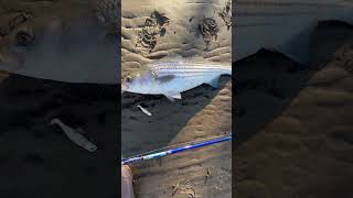 BIG Striped Bass Eats TINY Swimbait! #stripedbass #fishing #shorts