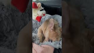 French bulldog puppy playing with lamb chop toy