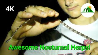 Blunt Headed Tree Snake Encounter! (Night Herping Costa Rica)