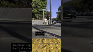 DeafBlind Dog Yakoo learning to cross the street. #deafandblind #dog